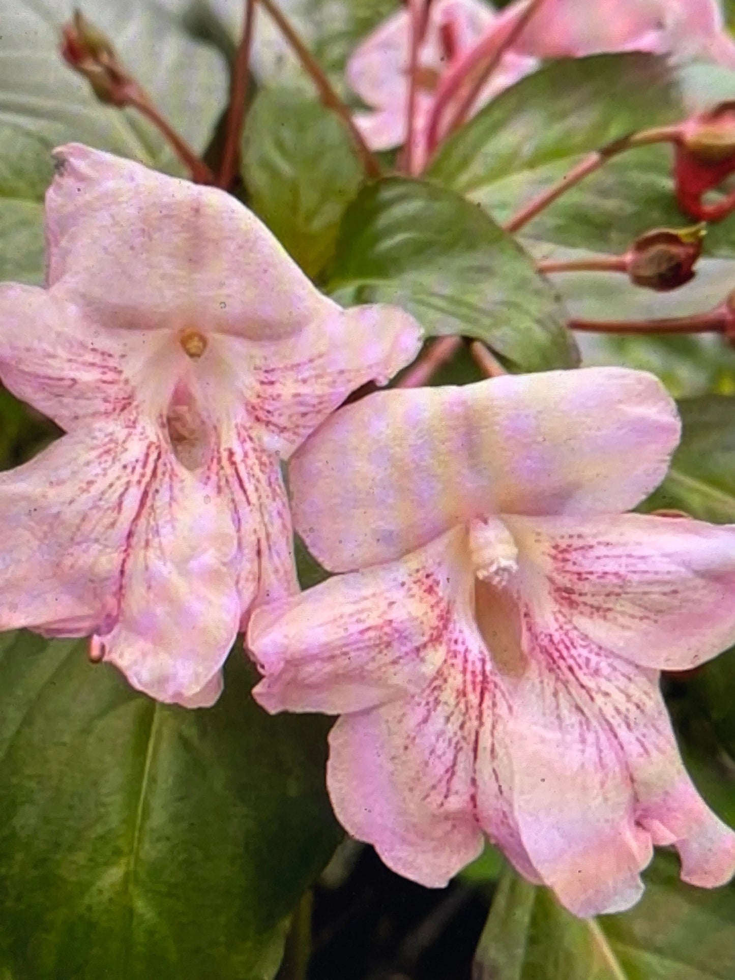 Impatiens grandis Rose