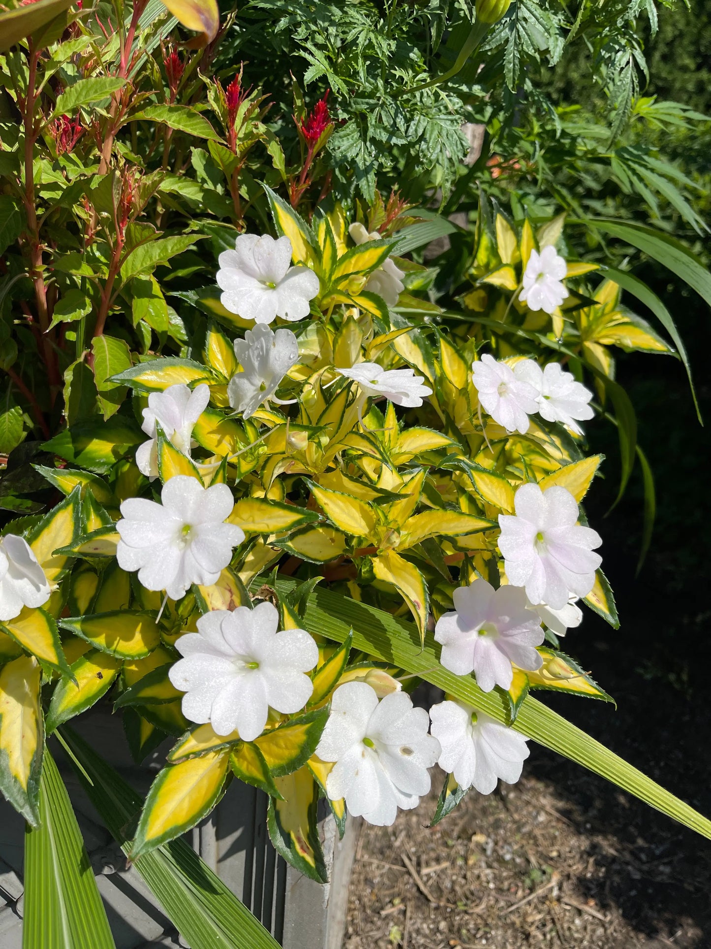 Impatiens Vigorous Tropical White