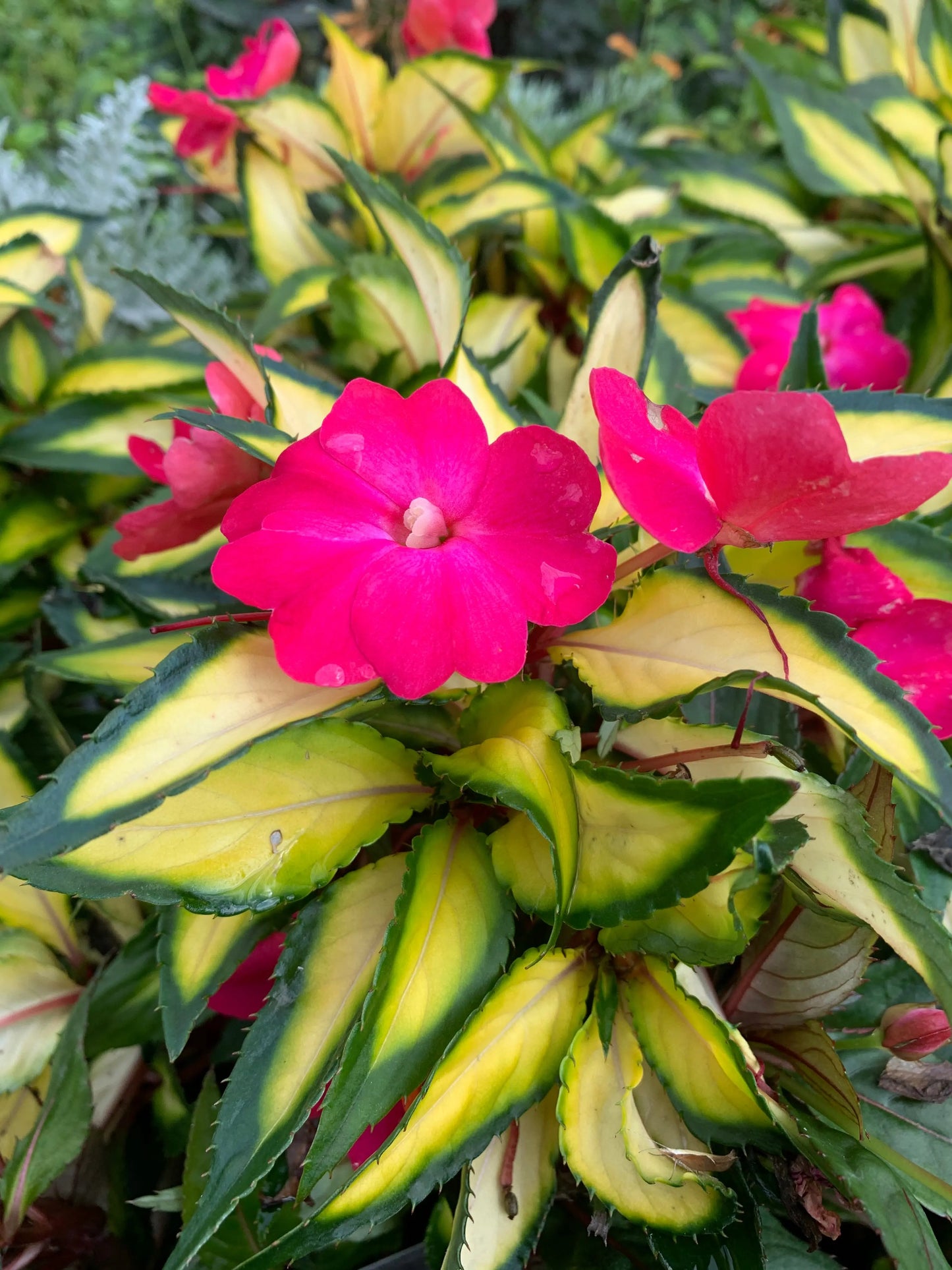 Impatiens Compact Tropical Rose