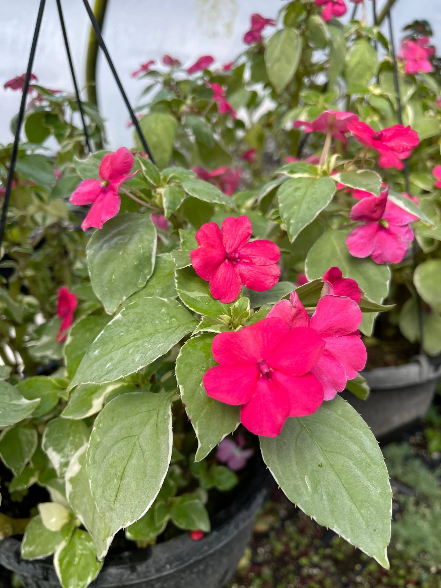 Impatiens walleriana Variegata
