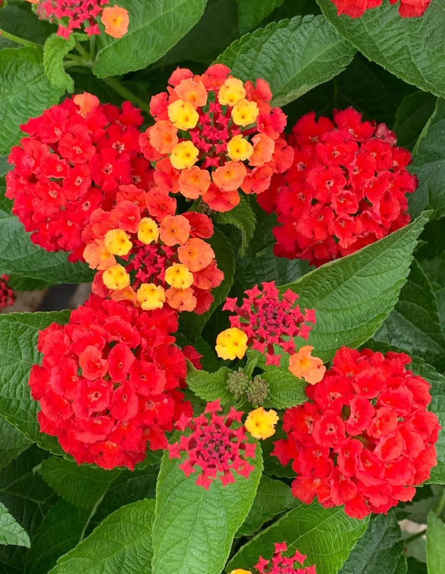 Lantana Dallas Red