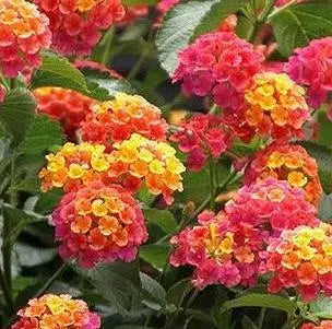 Lantana Confettii