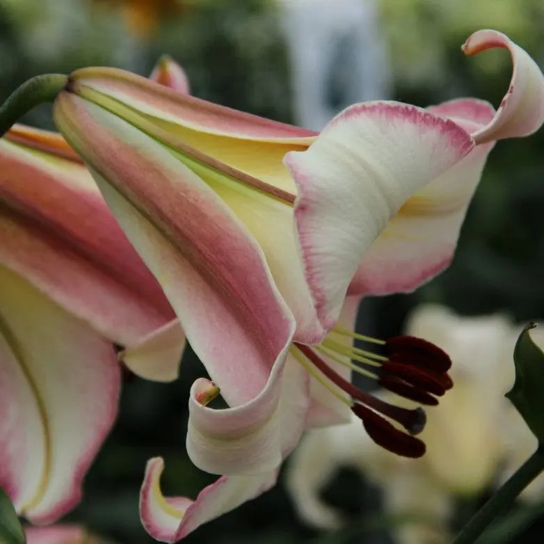 Lilium Beijing Moon