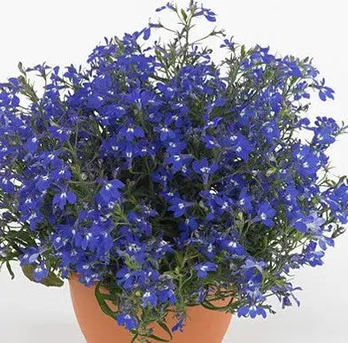 Lobelia Hot Blue
