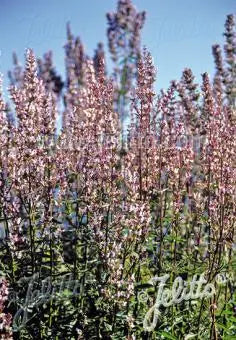 Nepeta nuda
