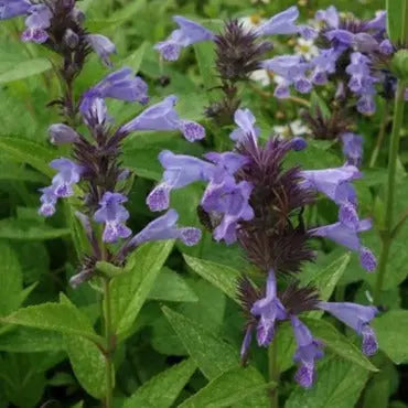 Nepeta manchuriensis Manchu Blue