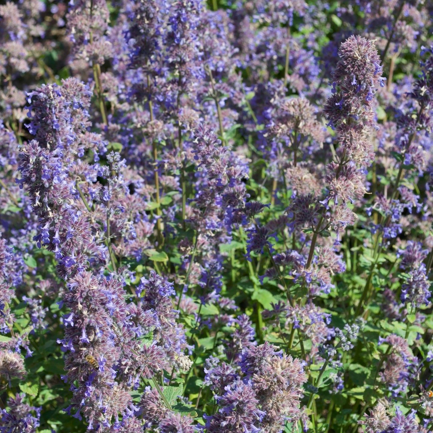 Nepeta Summer Magic
