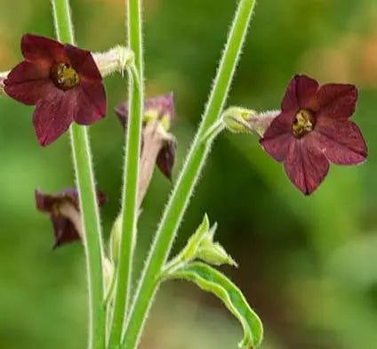Nicotiana Select Chocolate Chip