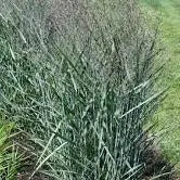 Panicum virgatum Prairie Dog
