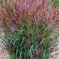 Panicum virgatum Prairie Fire