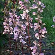 Penstemon digitalis Blackbeard