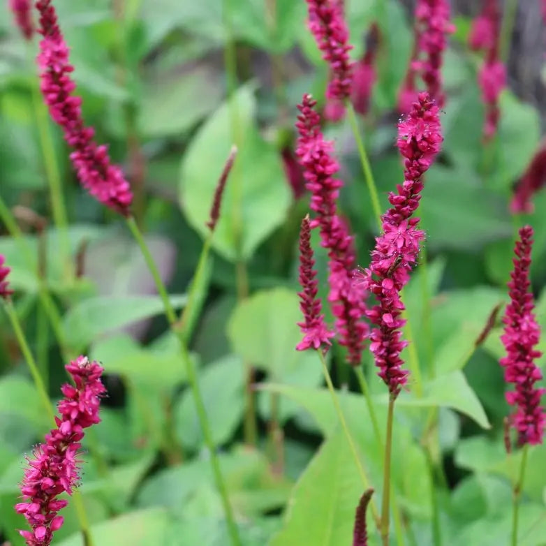Persicaria amplexicaule Amethyst Summer