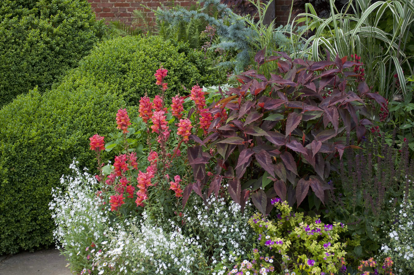 Persicaria Red Dragon