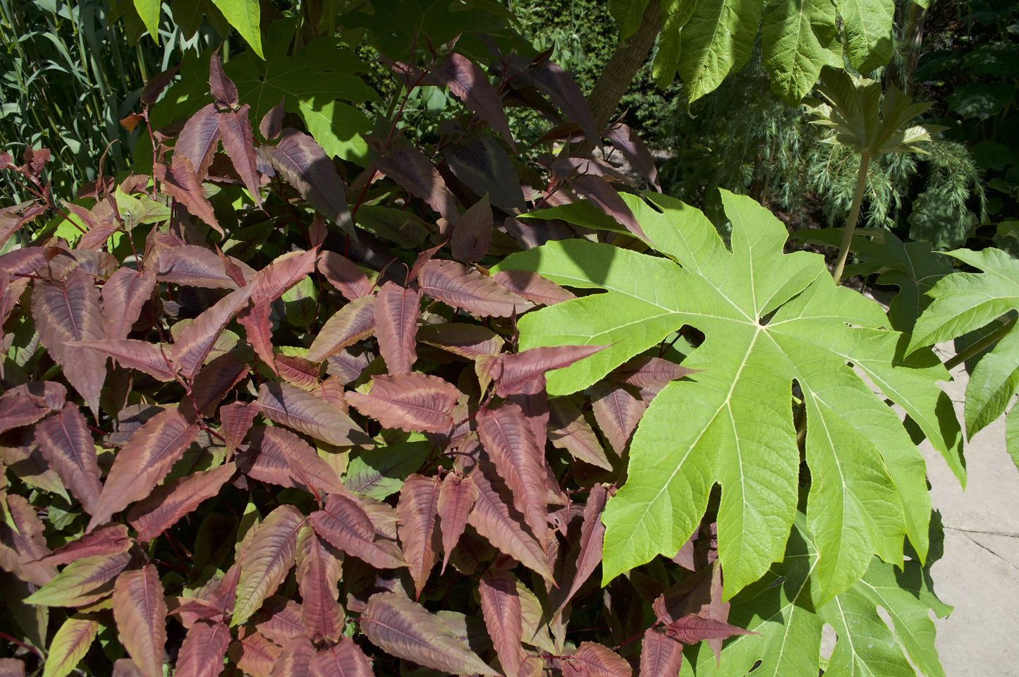 Persicaria Red Dragon