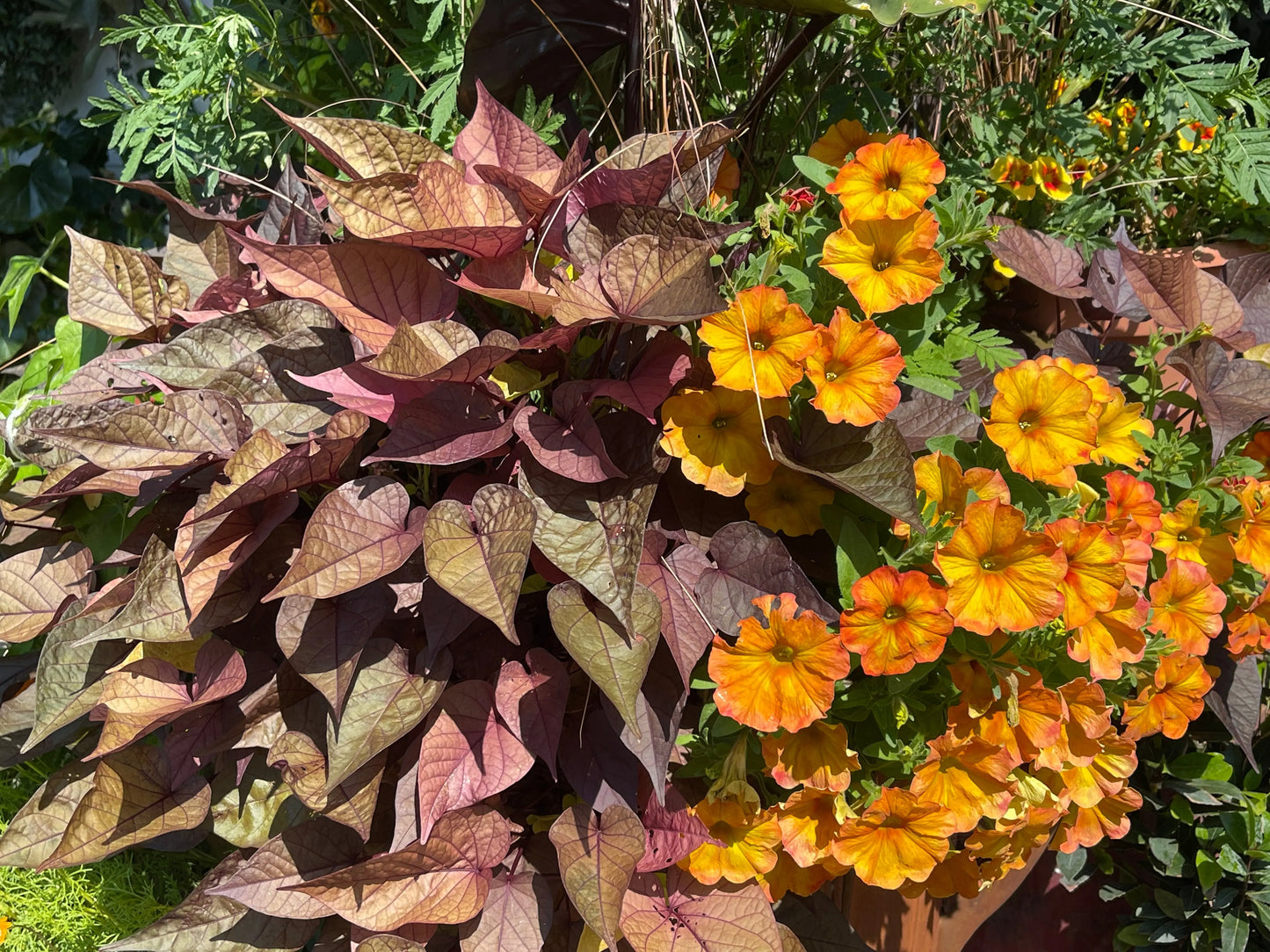 Petchoa Supercal Sunset Orange