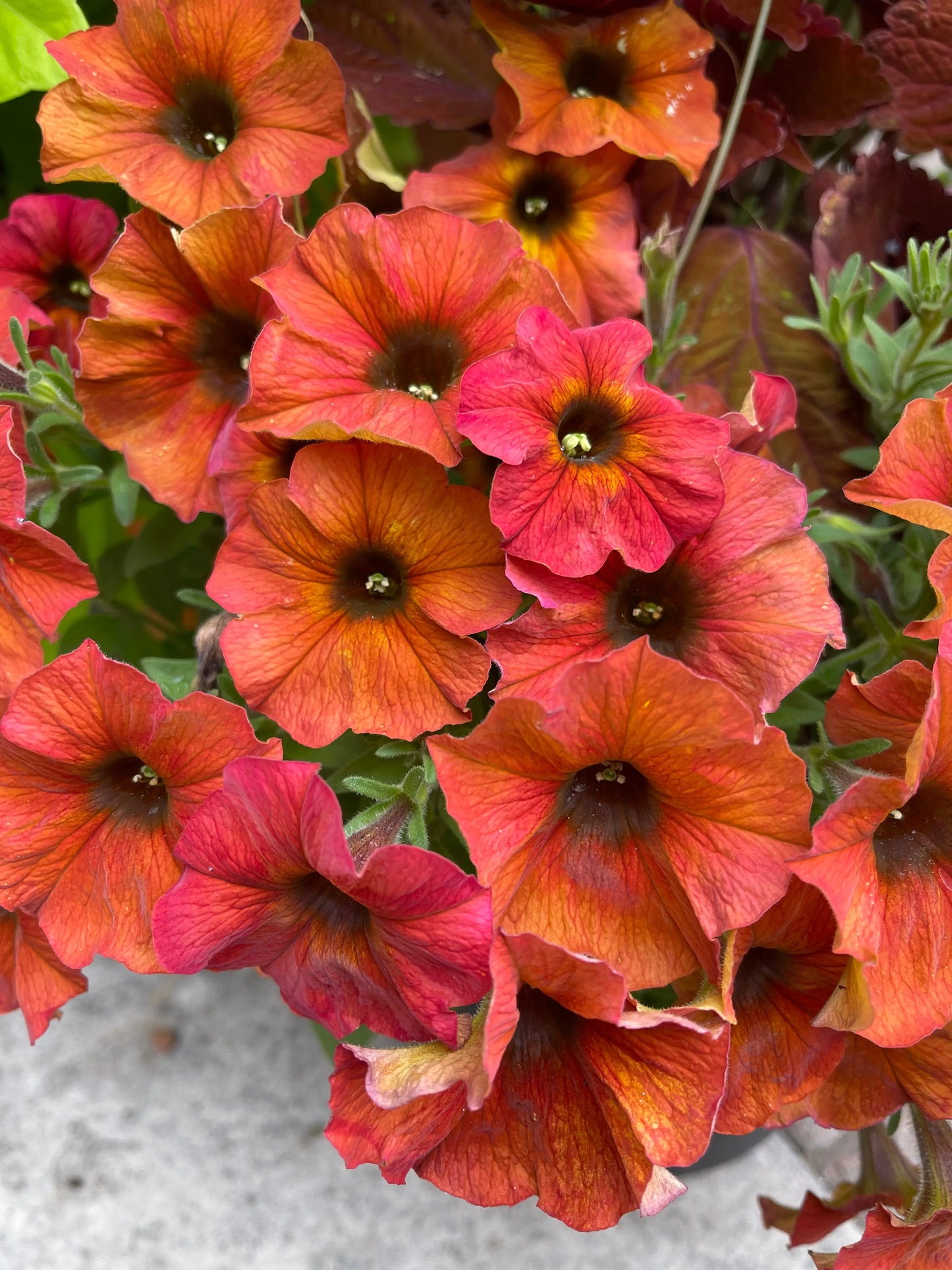 Petchoa Supercal Sunset Orange