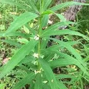 Polygonatum verticillatum Rubrum