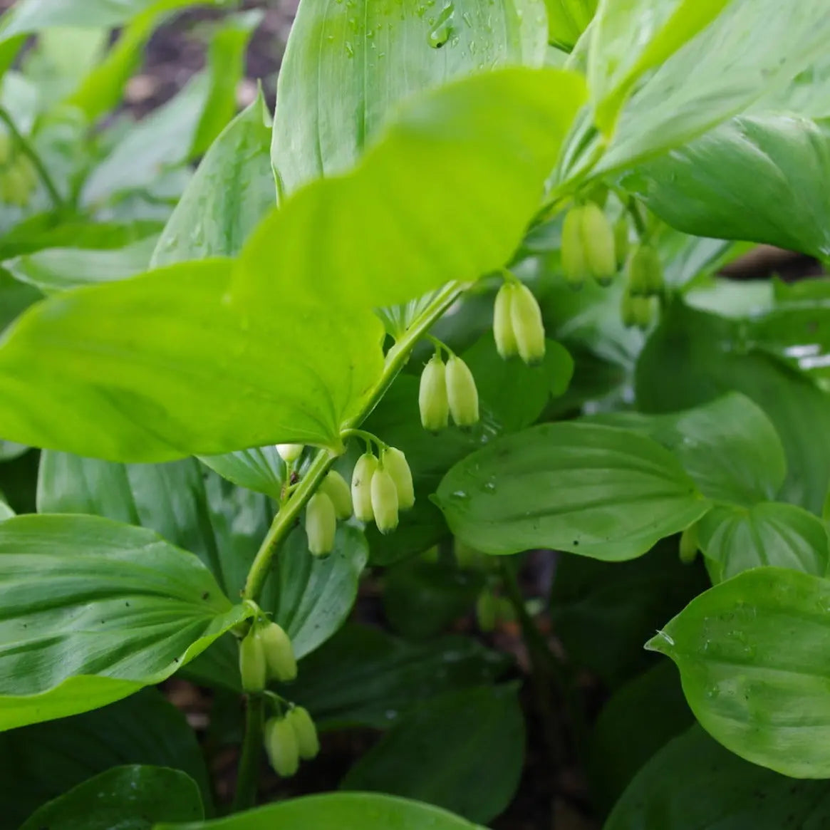 Polygonatum hirtum