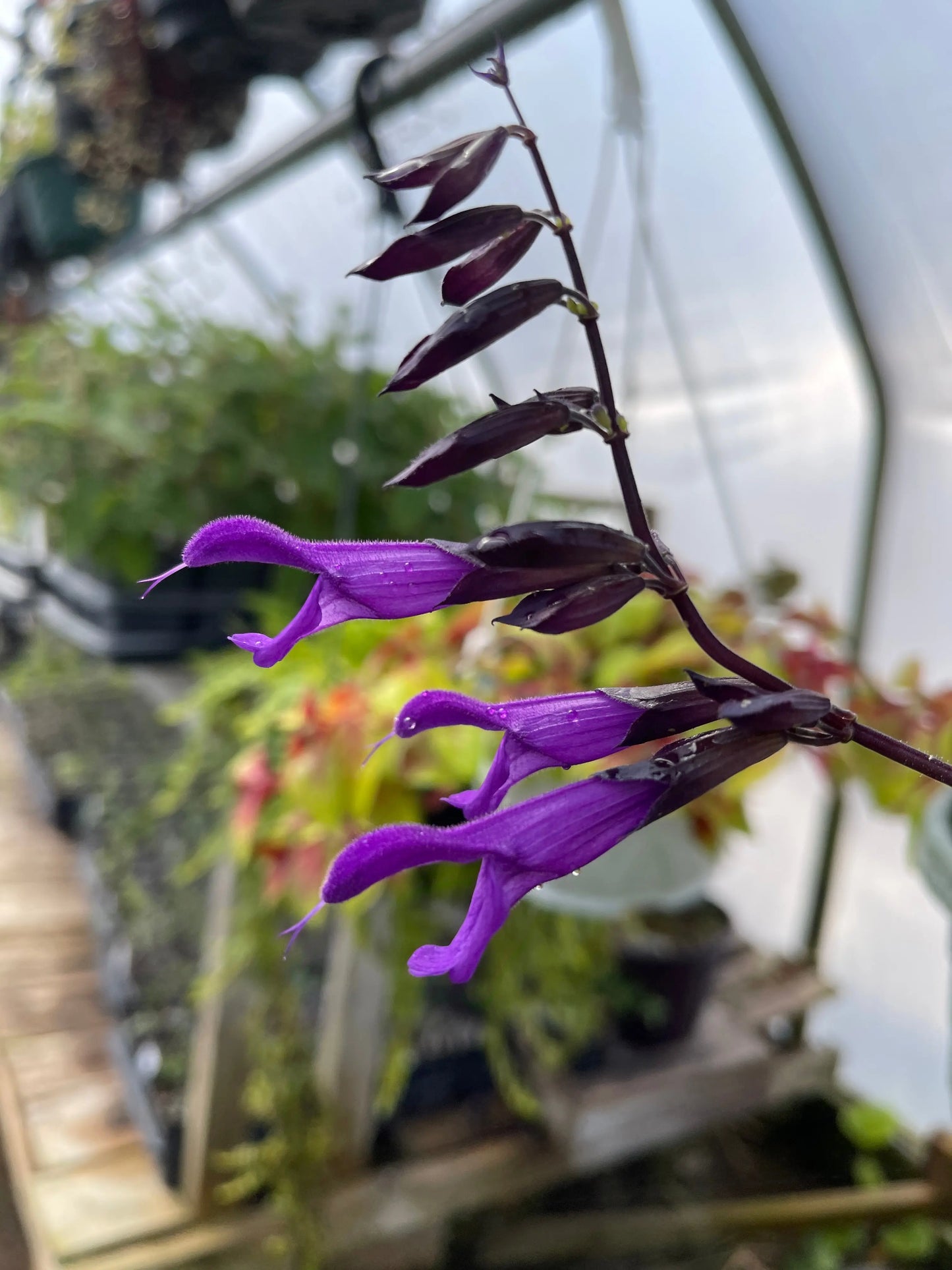 Salvia Amistad