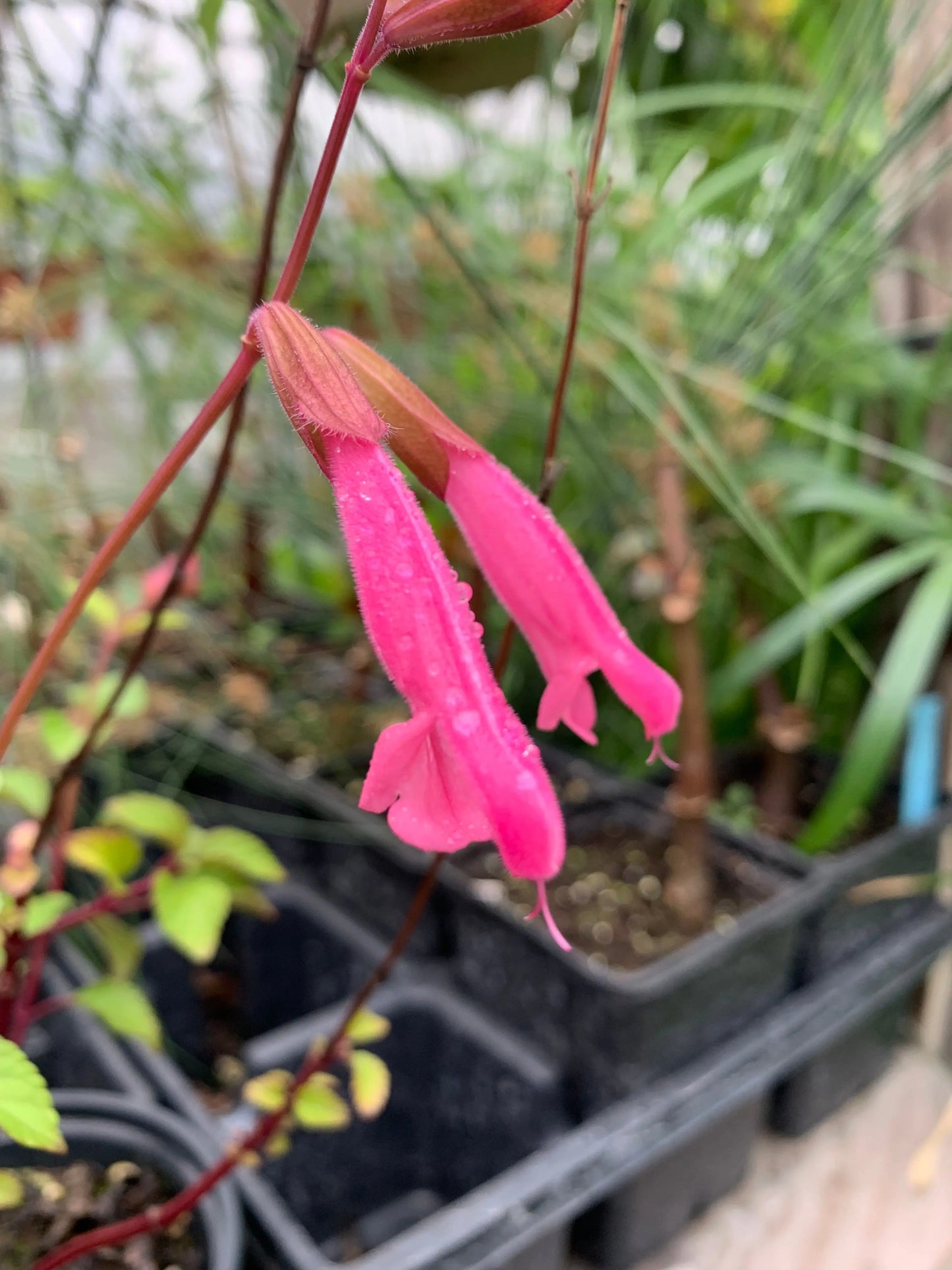 Salvia Kisses and Wishes