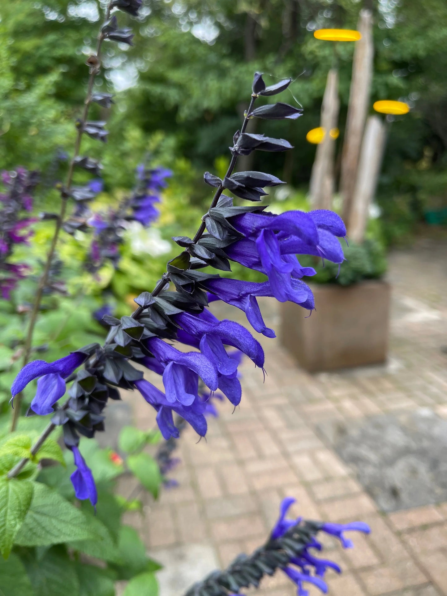 Salvia Rhythm & Blues