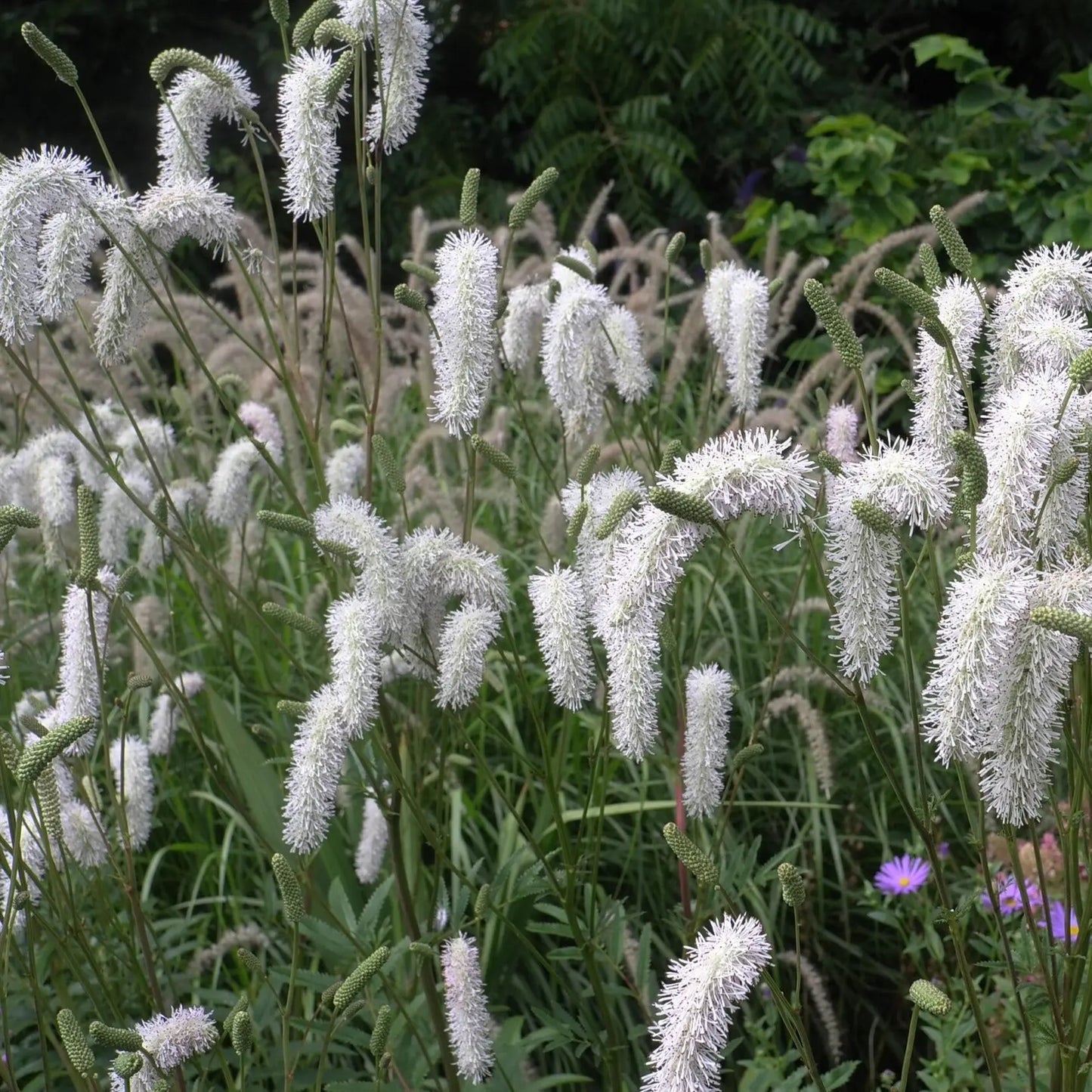 Sanguisorba Burr Blanc