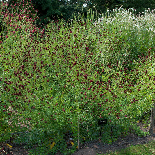 Sanguisorba officinalis Martin's Mulberry - Mason House Garden