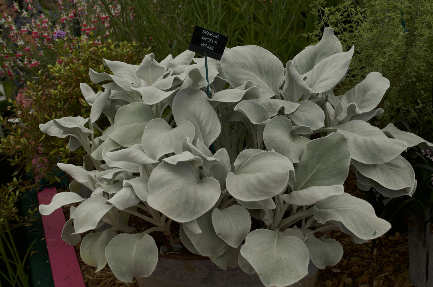 Senecio candicans Angel Wings