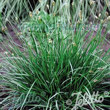 Sesleria caerulea