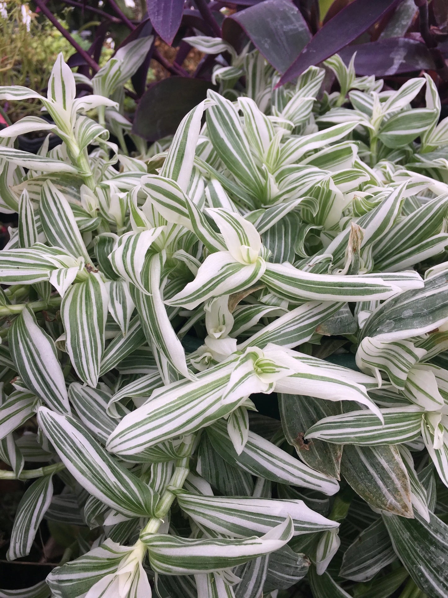 Tradescantia fluminensis Albovittata