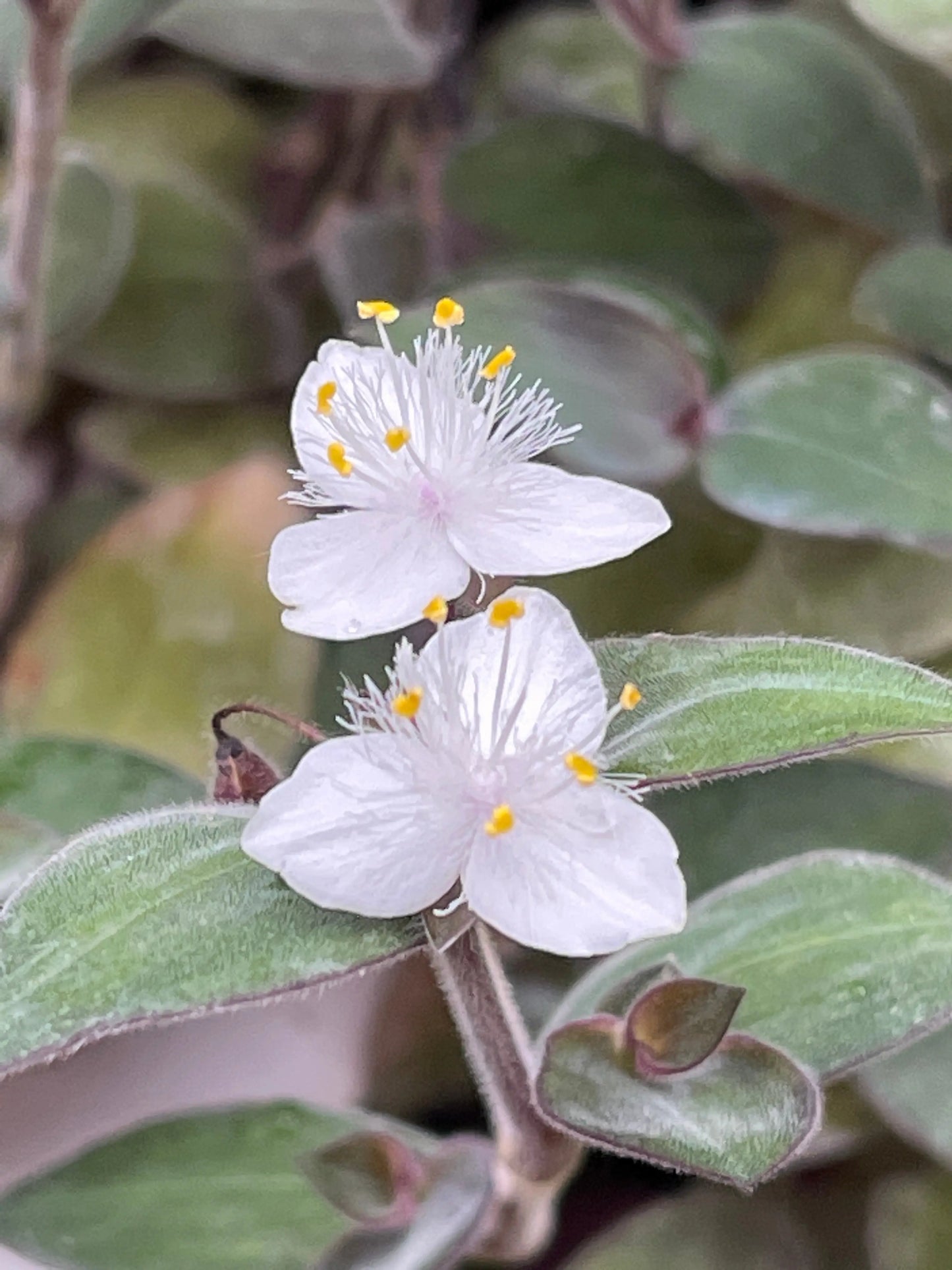 Tradescantia chrysophylla
