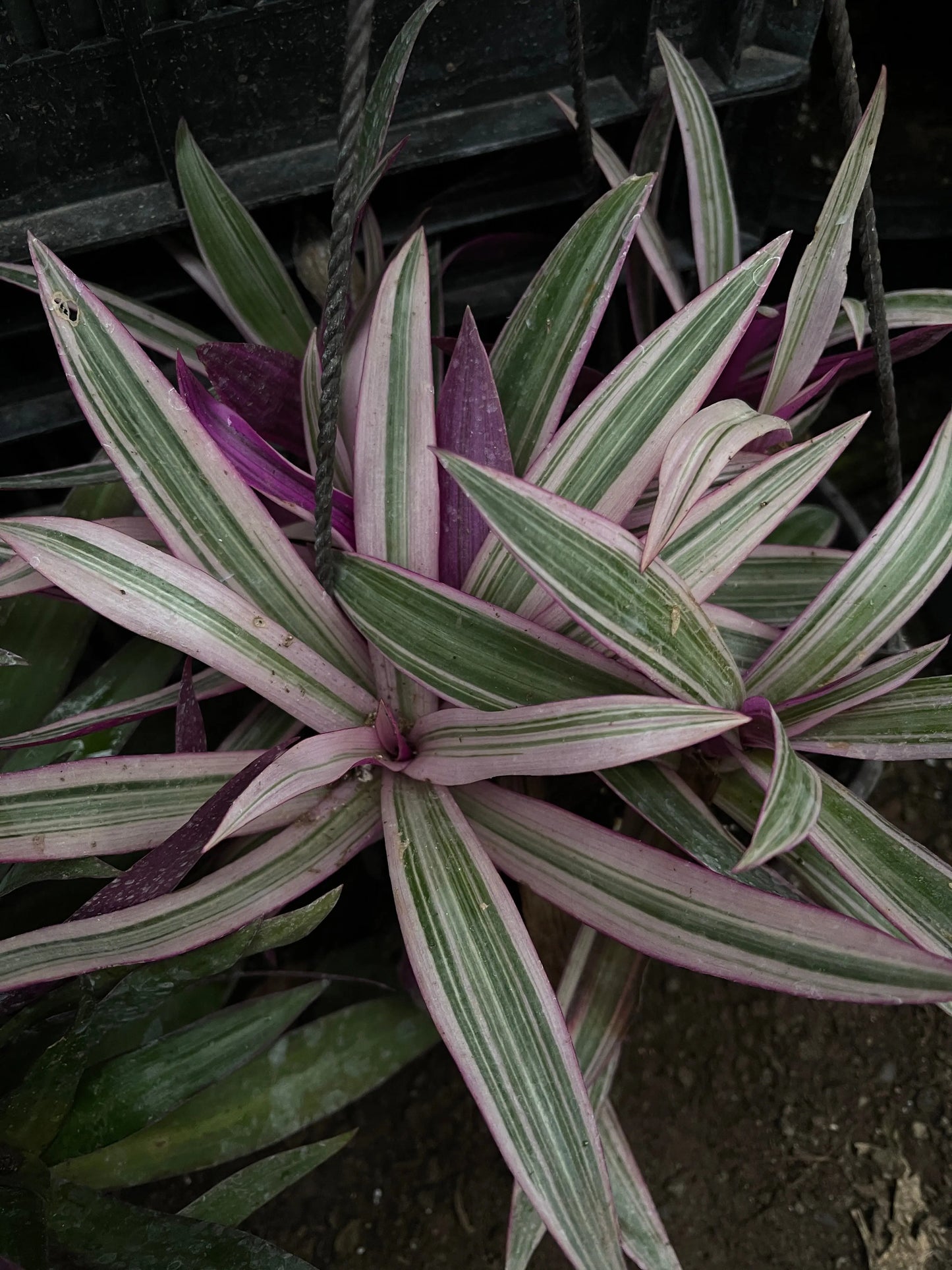 Tradescantia bermudiensis Variegated Pink