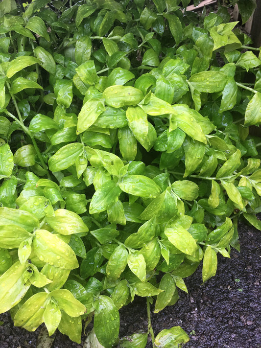 Tradescantia fluminensis Aurea - Mason House Garden