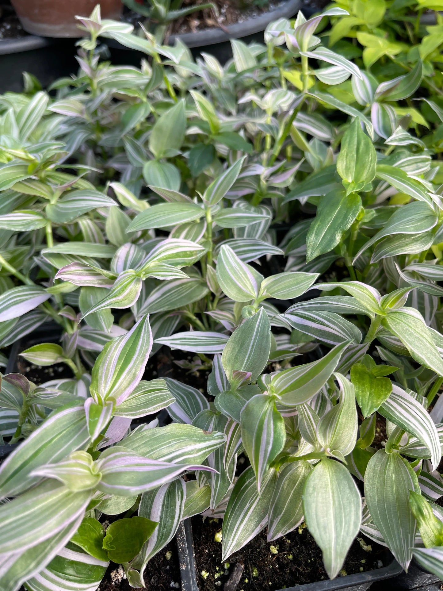 Tradescantia fluminensis Laekenensis Rainbow