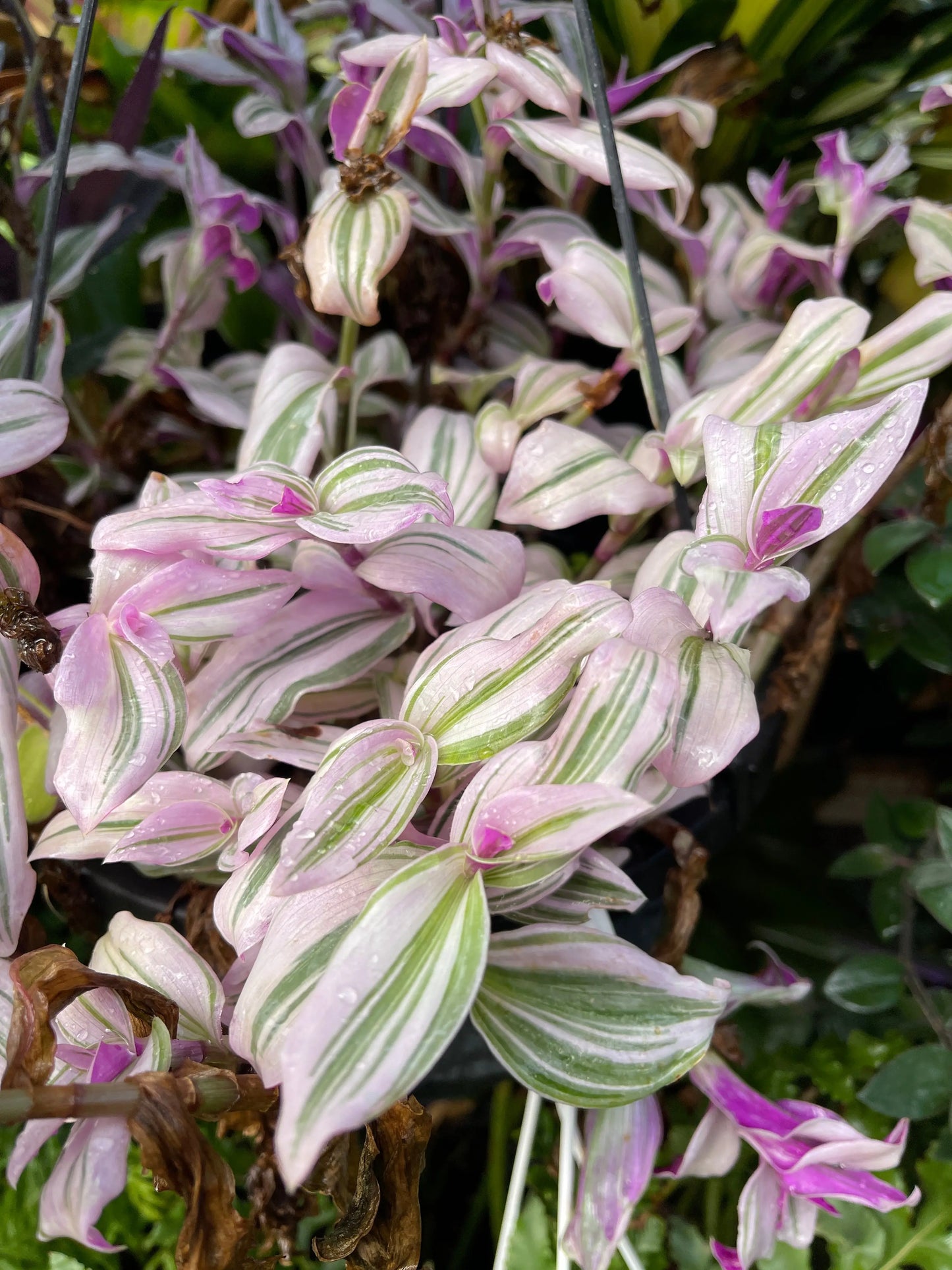 Tradescantia fluminensis Lilac