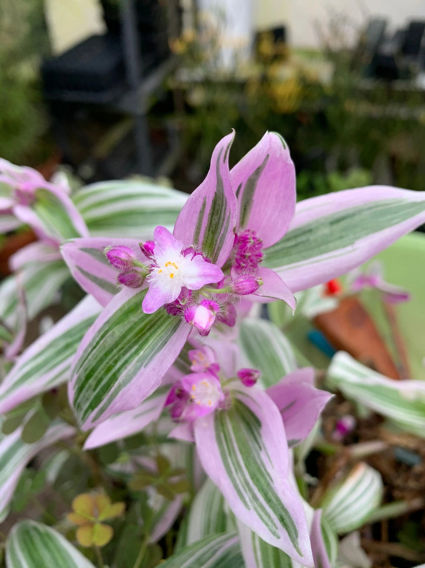 Tradescantia fluminensis Lilac