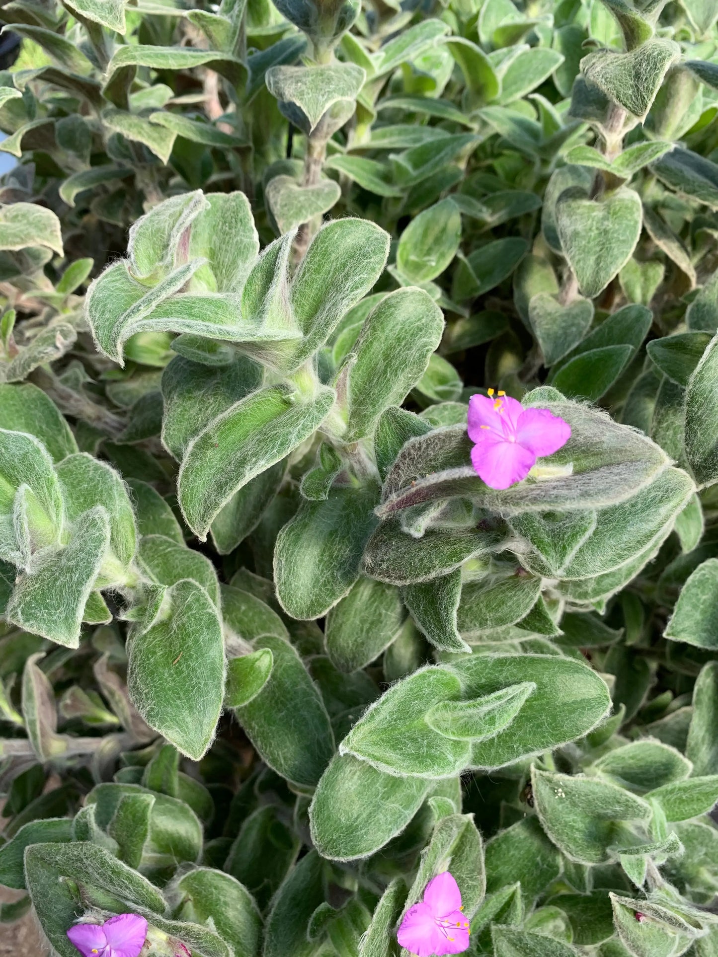 Tradescantia sillamontana