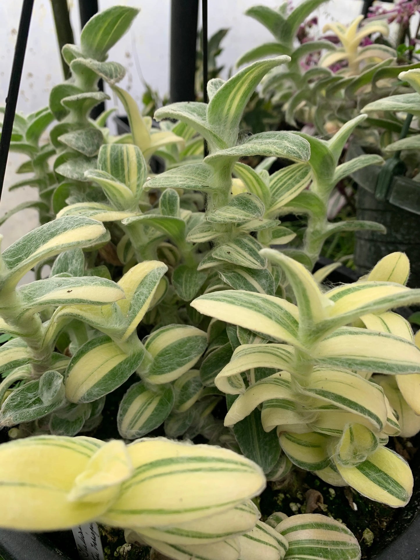 Tradescantia sillamontana Gold Stripes