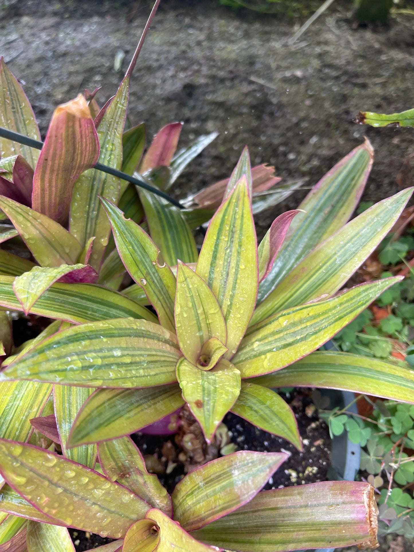 Tradescantia spathacea Sitara Gold