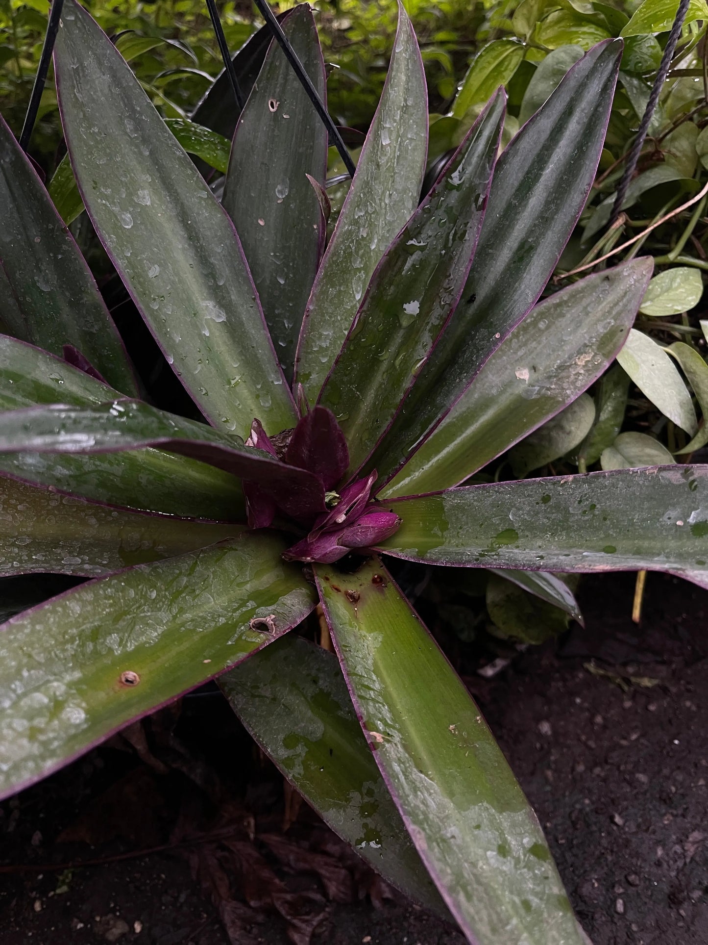 Tradescantia spathacea