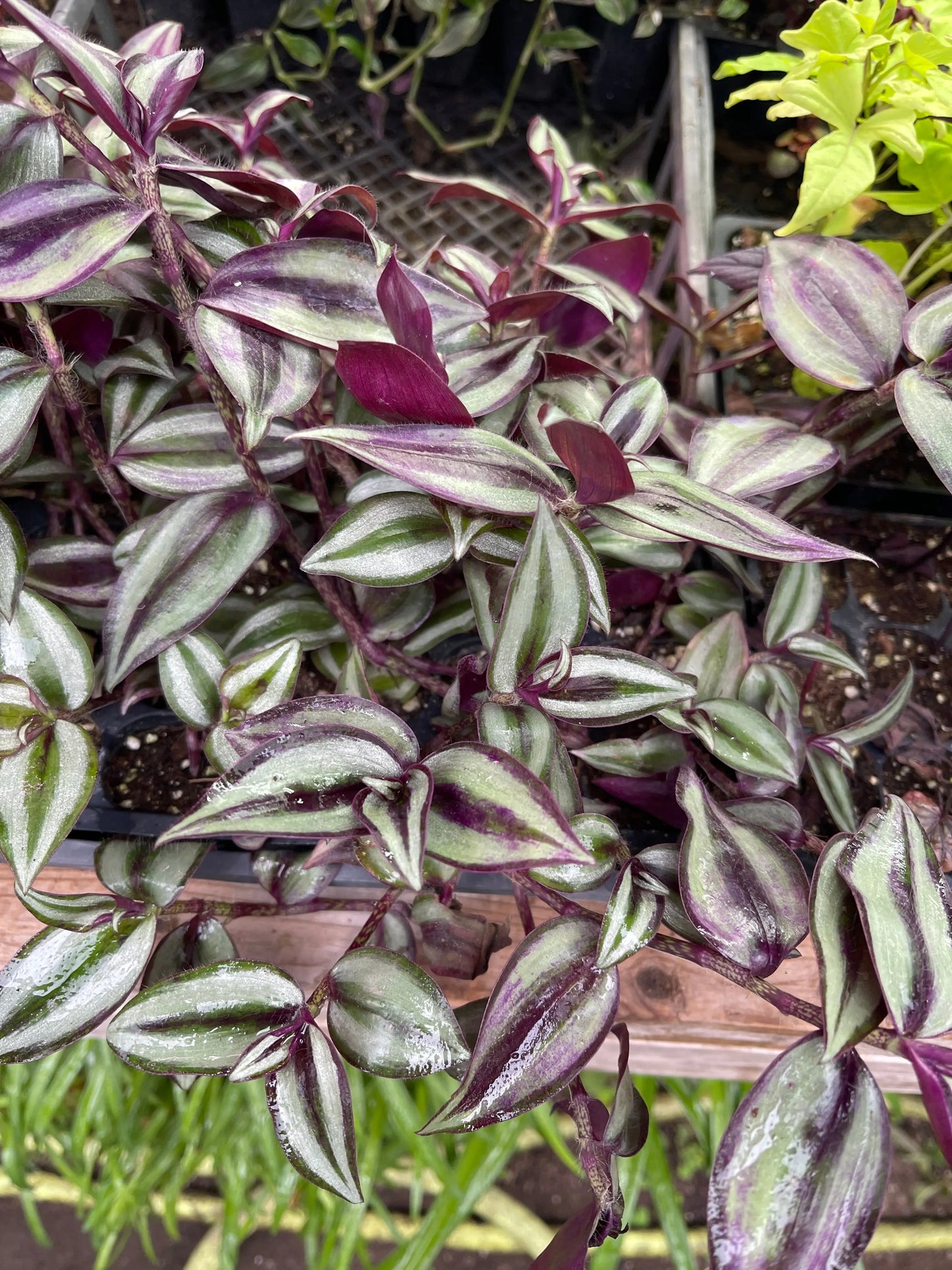 Tradescantia zebrina Violet Hill