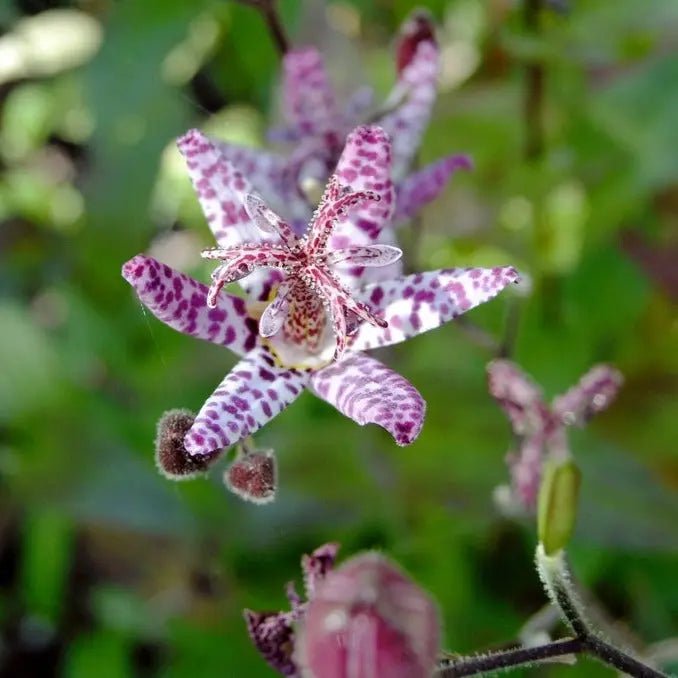 Tricyrtis formosana Dark Beauty