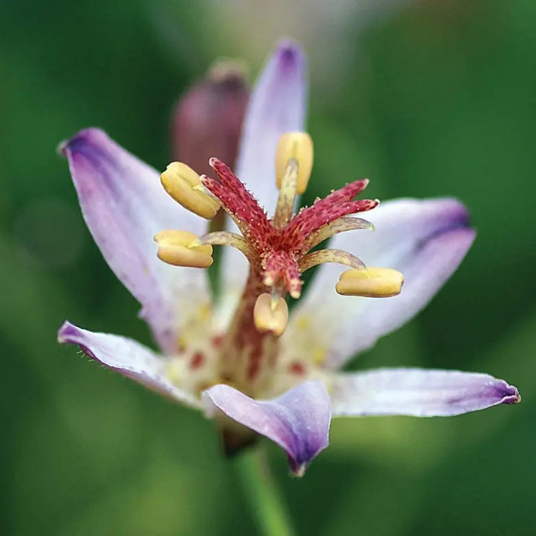 Tricyrtis hirta Taiwan Adbane