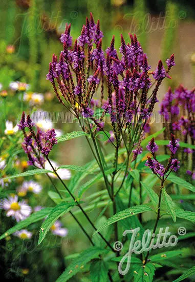 Verbena hastata Blue Spires