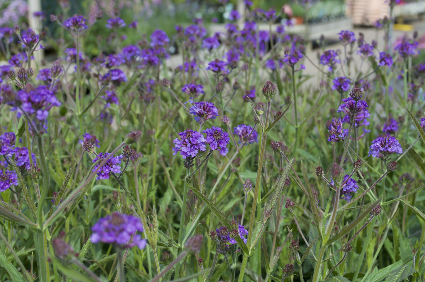 Verbena rigida