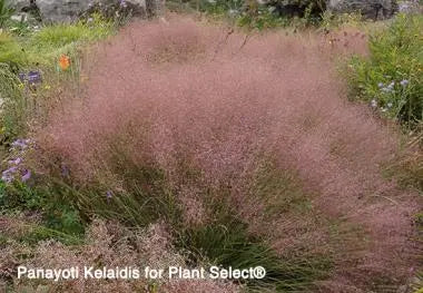Muhlenbergia reverchonii Undaunted