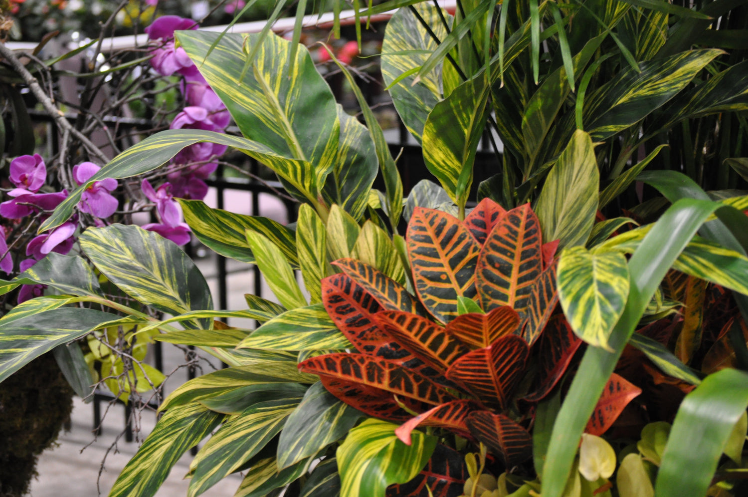 Tropical plants