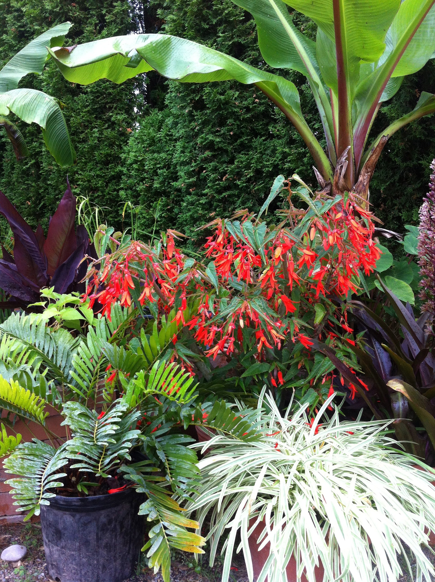 Annual Plants - Mason House Gardens
