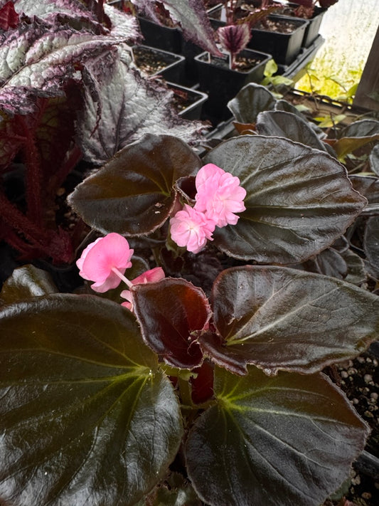 Begonia Lady Francis