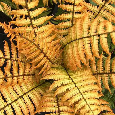 Dryopteris wallichiana Jurassic Gold - Mason House Garden